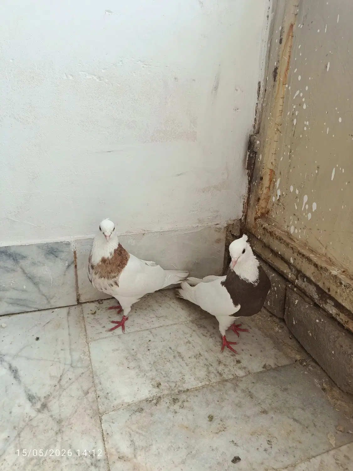 طوقی|پرنده|برخوار, |دیوار