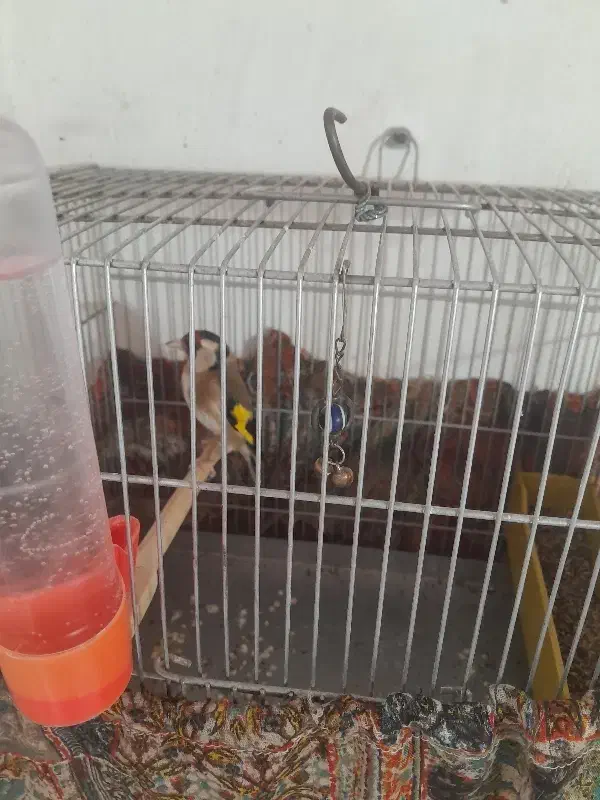 سهره قفسی نشوندار معاوضه|پرنده|خرم‌آباد, |دیوار