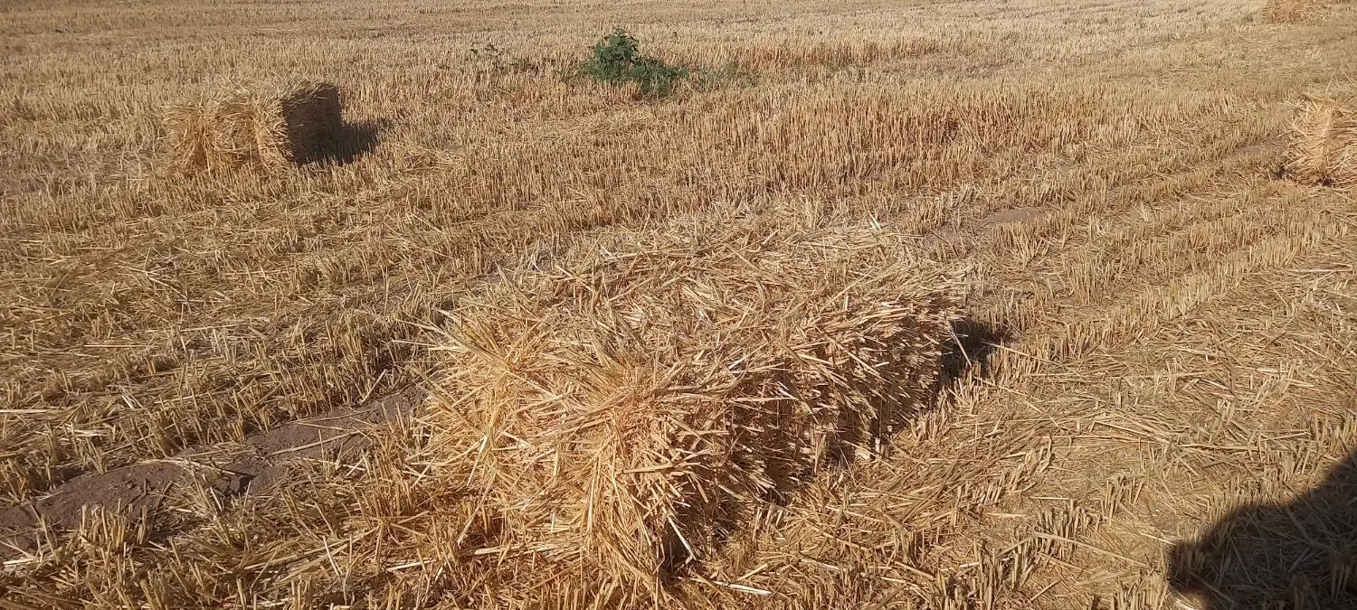 کلش|حیوانات مزرعه|سجاس رود, |دیوار
