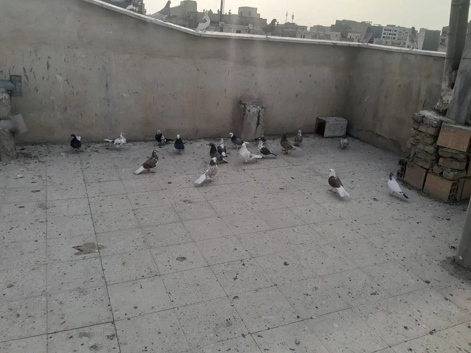 کفتر|پرنده|قرچک, شهرک گلها|دیوار