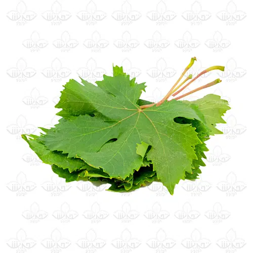 برگ مو|عمده‌فروشی|ارومیه, |دیوار