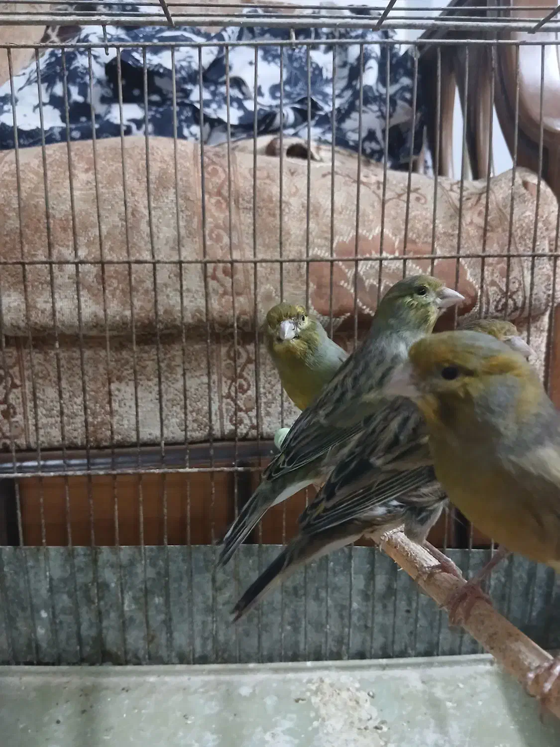 قناری|پرنده|سمنان, |دیوار