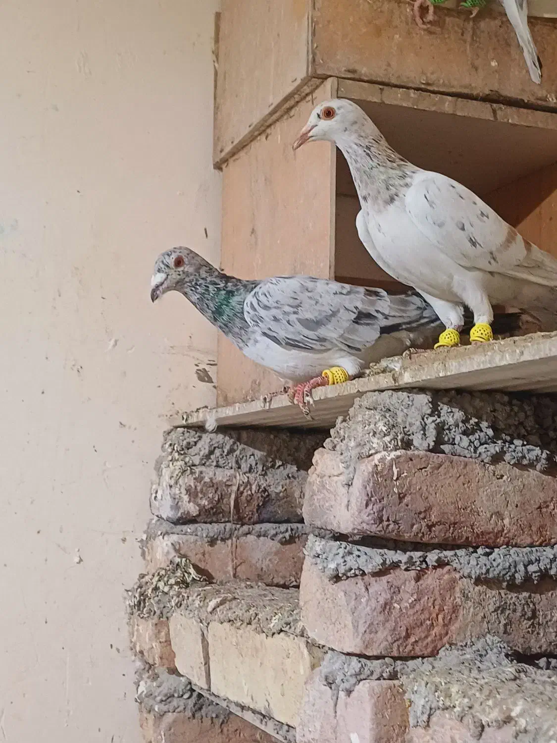 جفت خطی|پرنده|خرمدشت, |دیوار