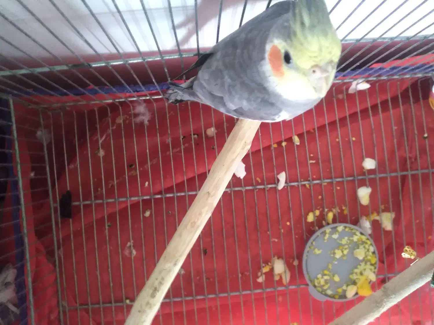 پرنده گم شده|حیوانات|اسلامآباد غرب, |دیوار