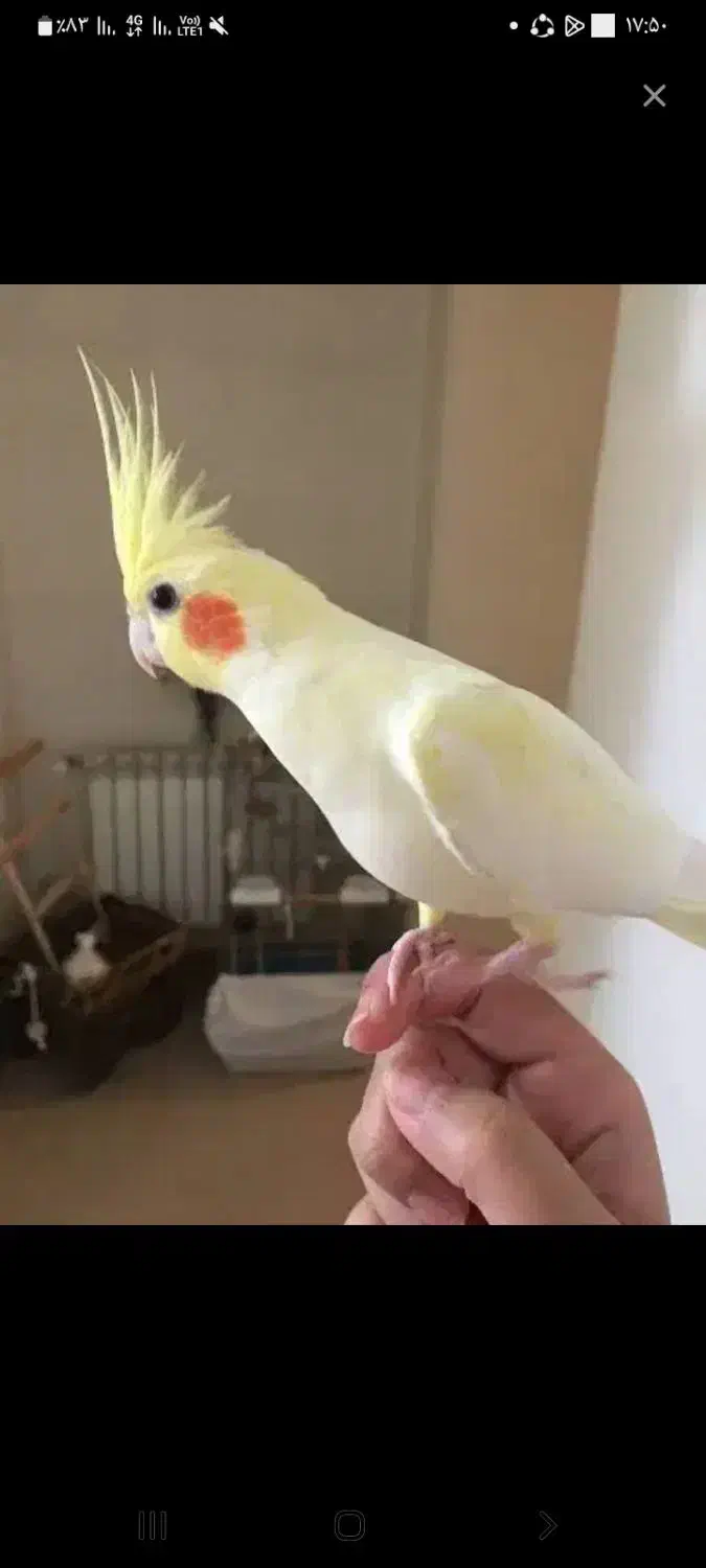 عروس هلندی گم شده|حیوانات|رامشیر, |دیوار