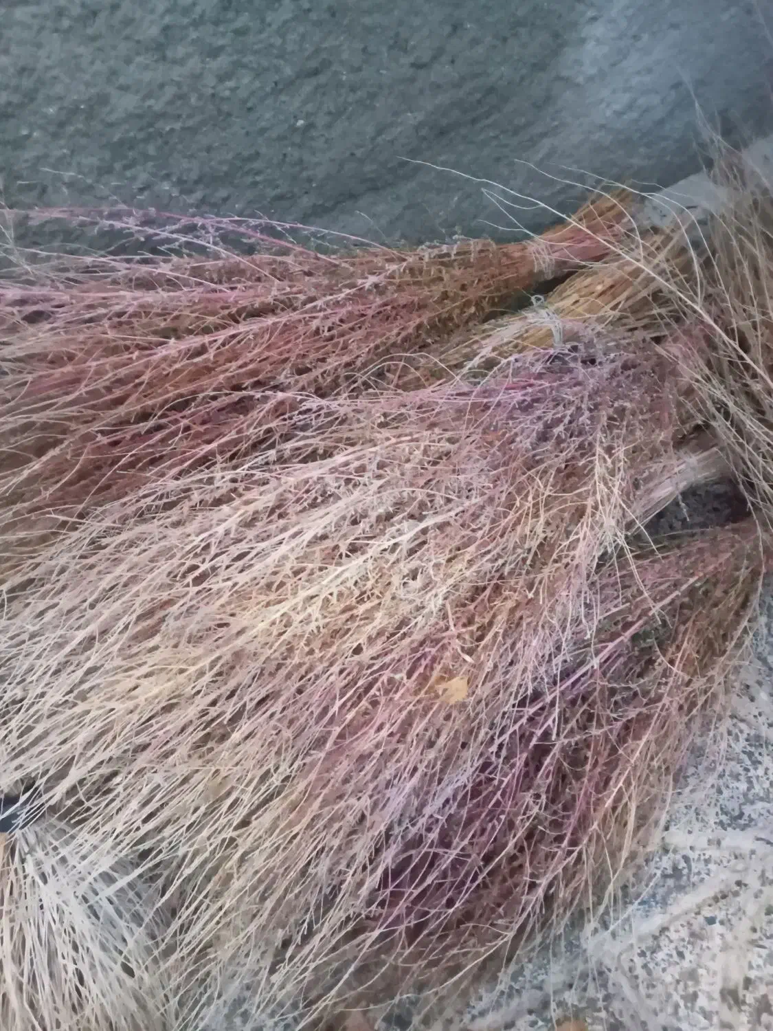 جارو (گزگ)|لوازم نظافت|کامیاران, |دیوار