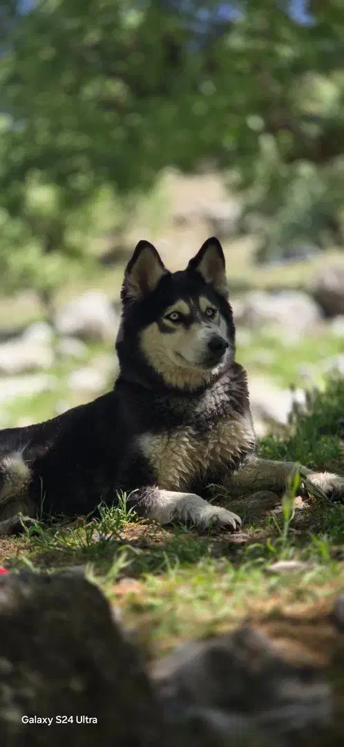 گمشده|حیوانات|ایلام, |دیوار