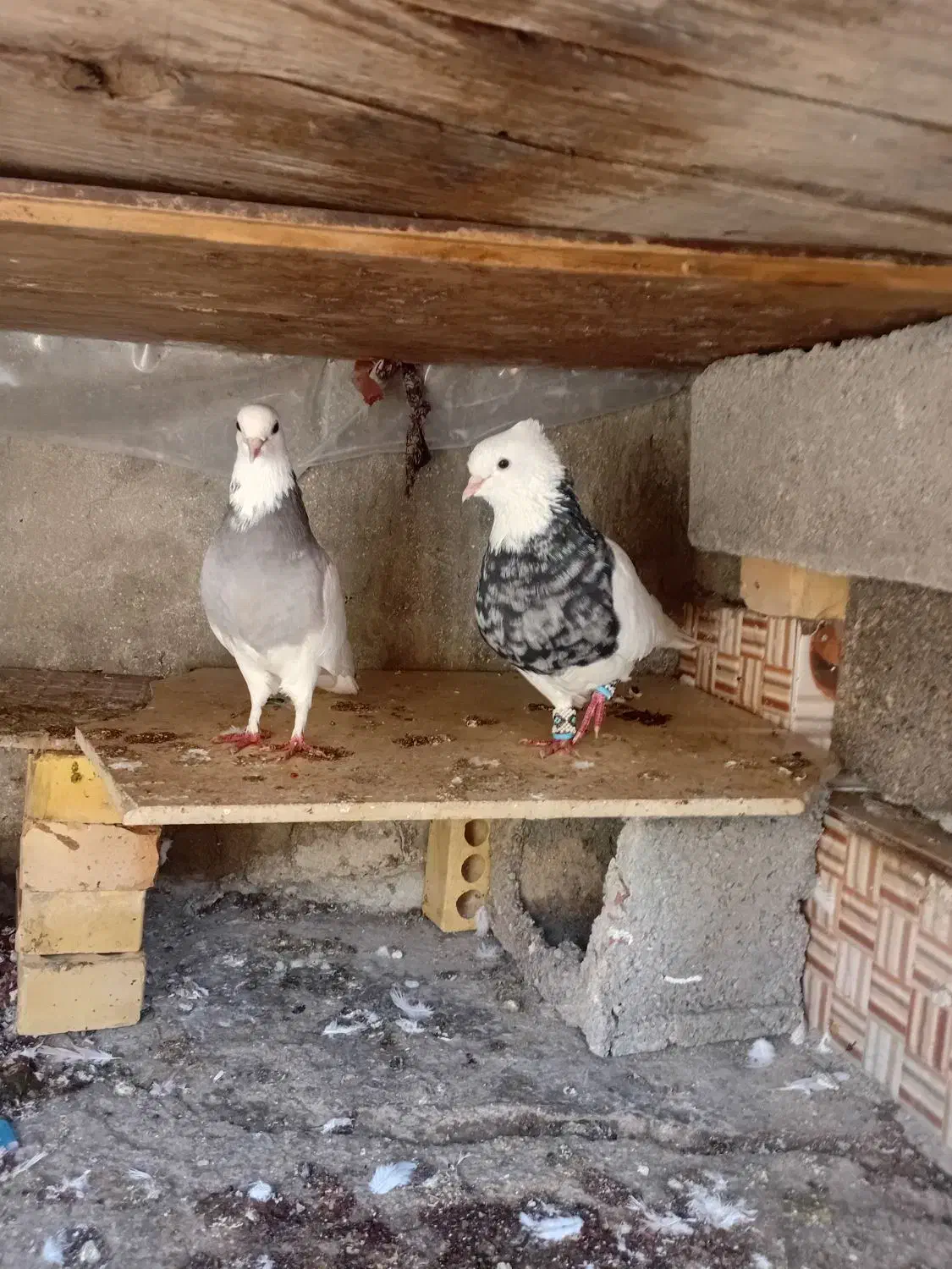 طوقی|پرنده|هندیجان, |دیوار