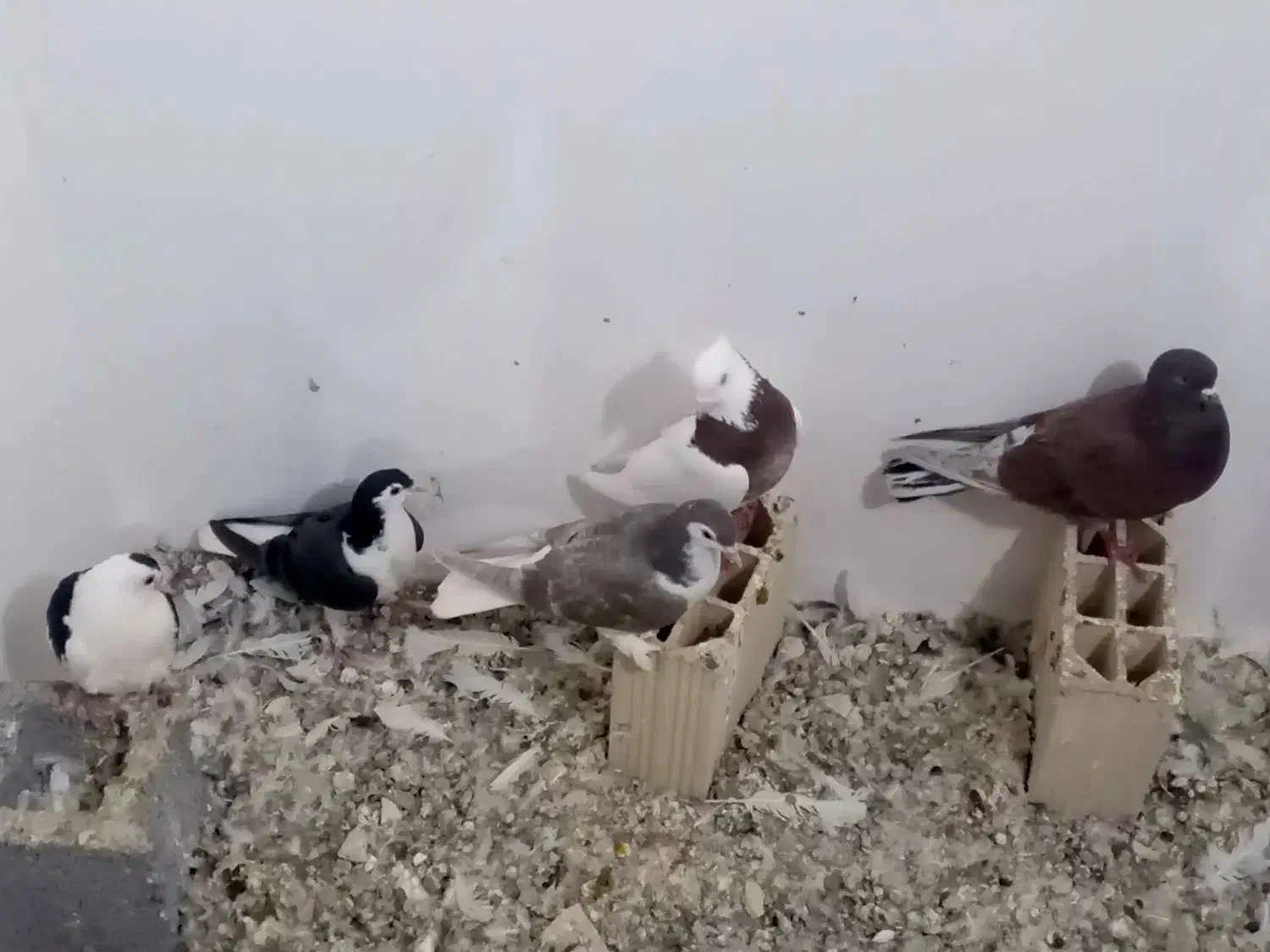 ۱۰۰۰۰۰۰|پرنده|مشهد, امیریه|دیوار