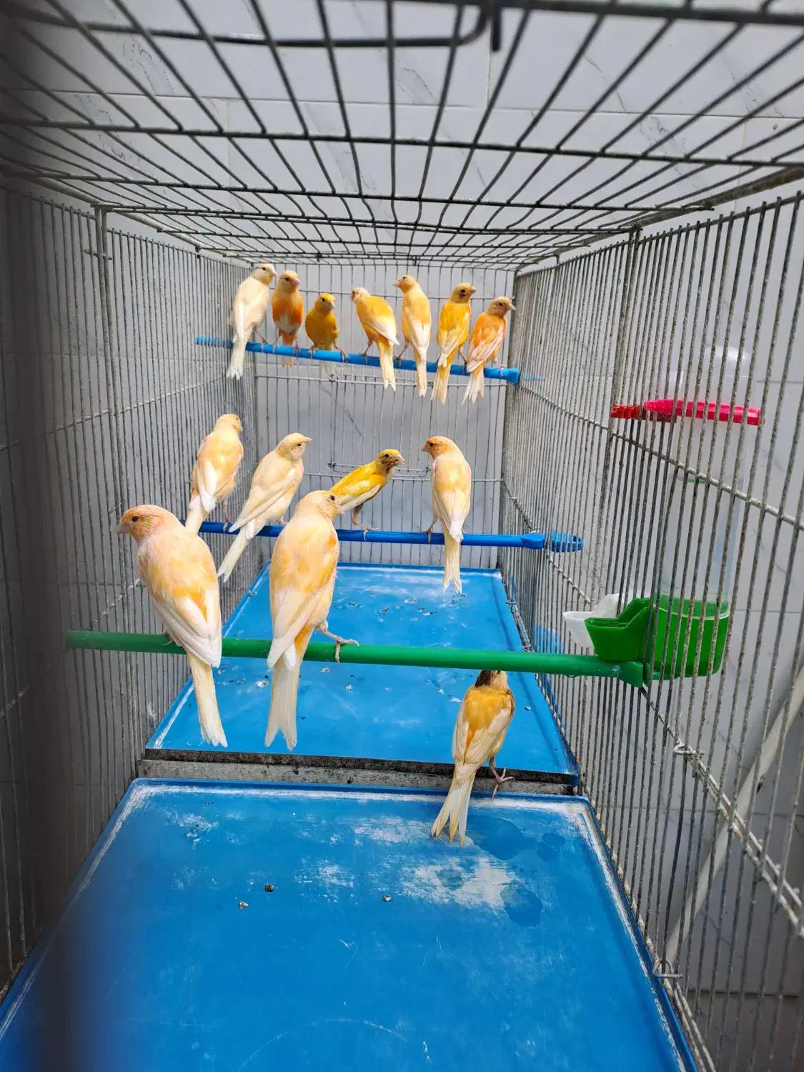 قناری|پرنده|ابریشم, |دیوار