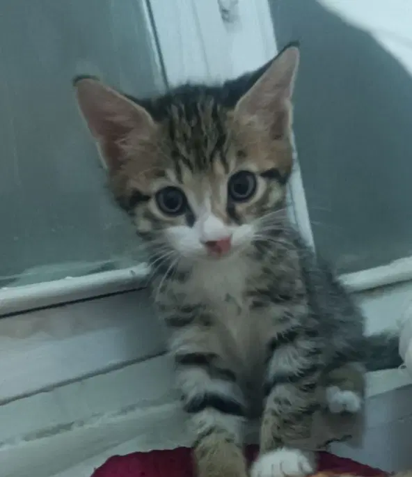 گربه|گربه|زنجان, |دیوار