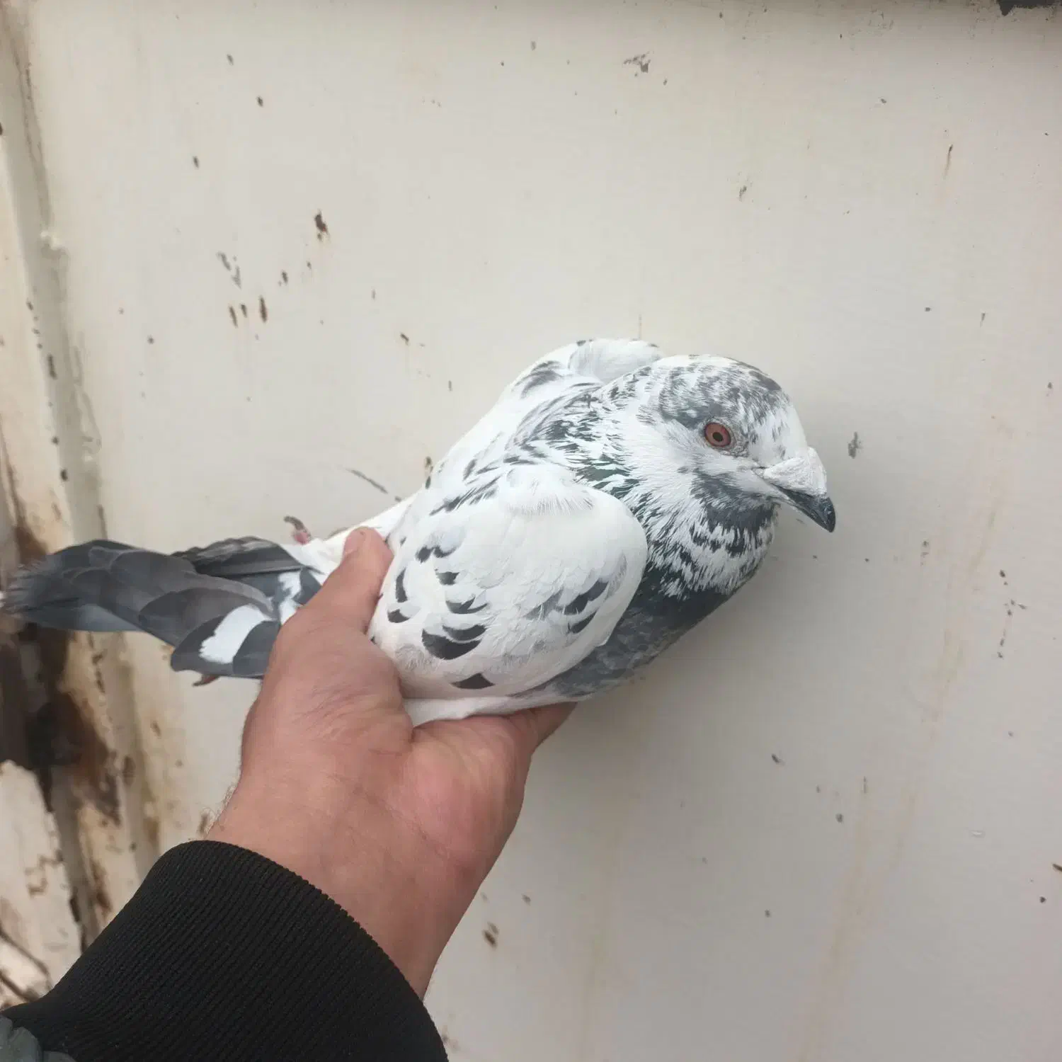 نامور|پرنده|کنگاور, |دیوار