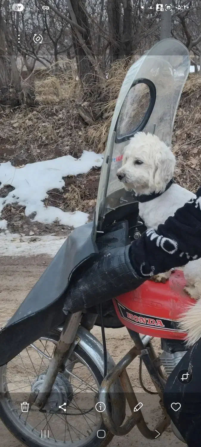 گم یادزدیده شده|حیوانات|صائین قلعه, |دیوار