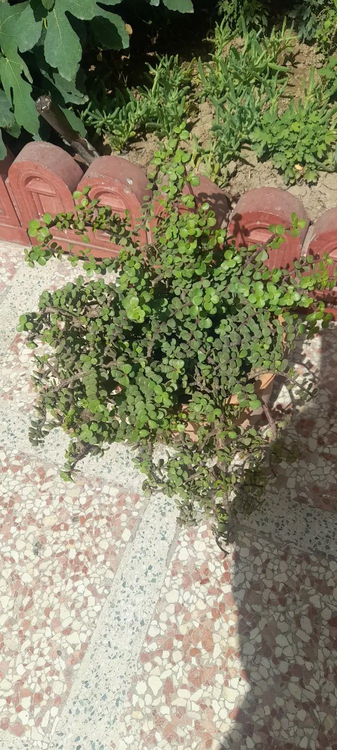 گل طبیعی|گل و گیاه طبیعی|شهر ری, حمزه‌آباد|دیوار