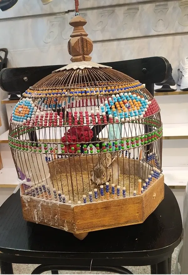 جعل|پرنده|مشهد, چهنو|دیوار