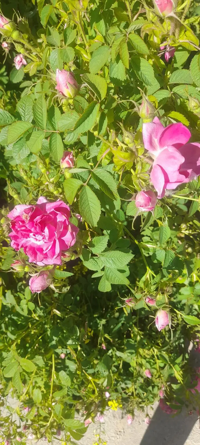 گل محمدی|گل و گیاه طبیعی|سلماس, |دیوار