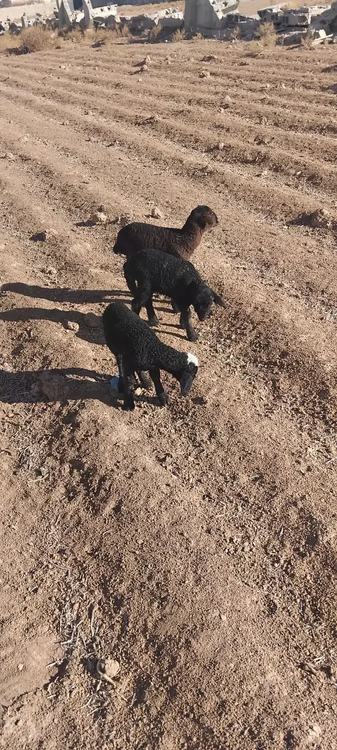 بره|حیوانات مزرعه|ماهدشت, |دیوار