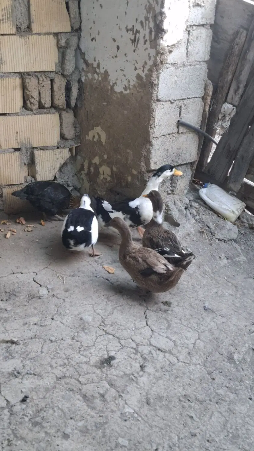 اردک|پرنده|گرمی, |دیوار