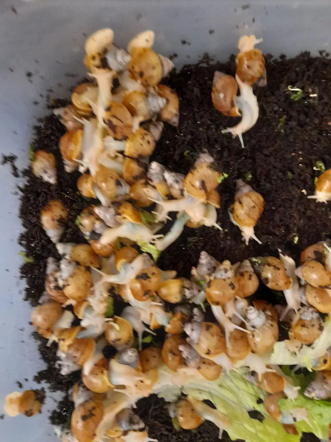 حلزون|خزنده|تهران, شهرک شهید رجایی (کوی نوبنیاد)|دیوار