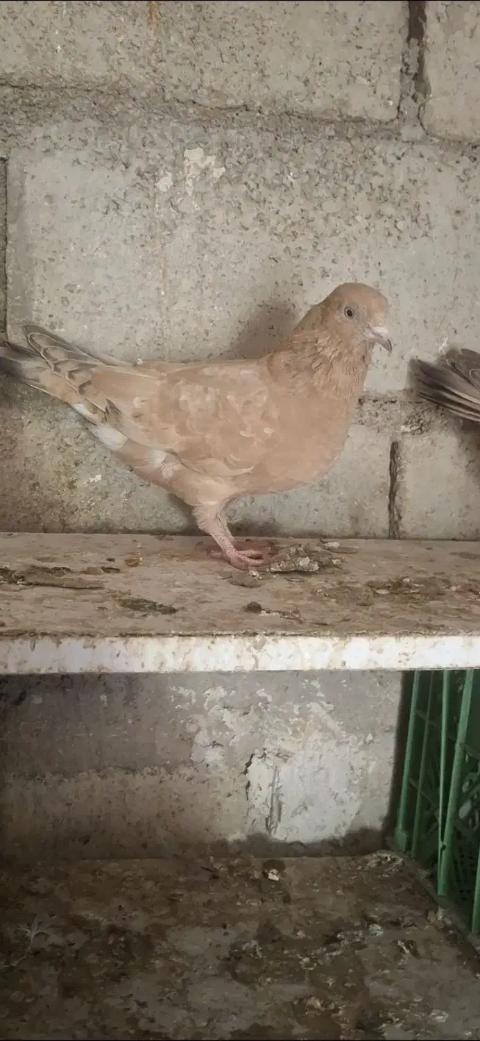 کله ای|پرنده|امیدیه, |دیوار