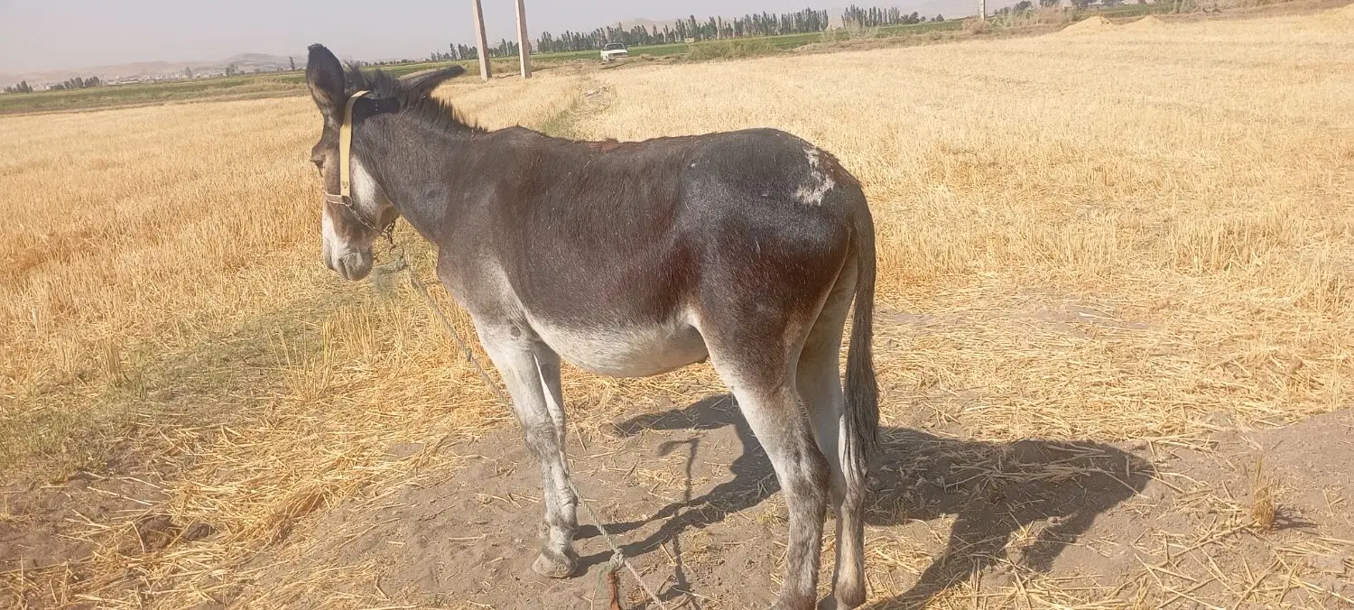 الاغ|حیوانات مزرعه|دزفول, |دیوار