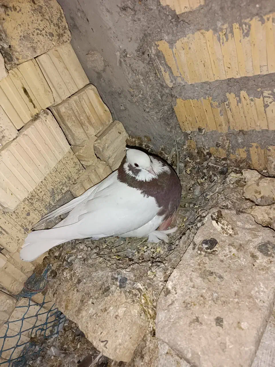 کبوتر|پرنده|داراب, |دیوار