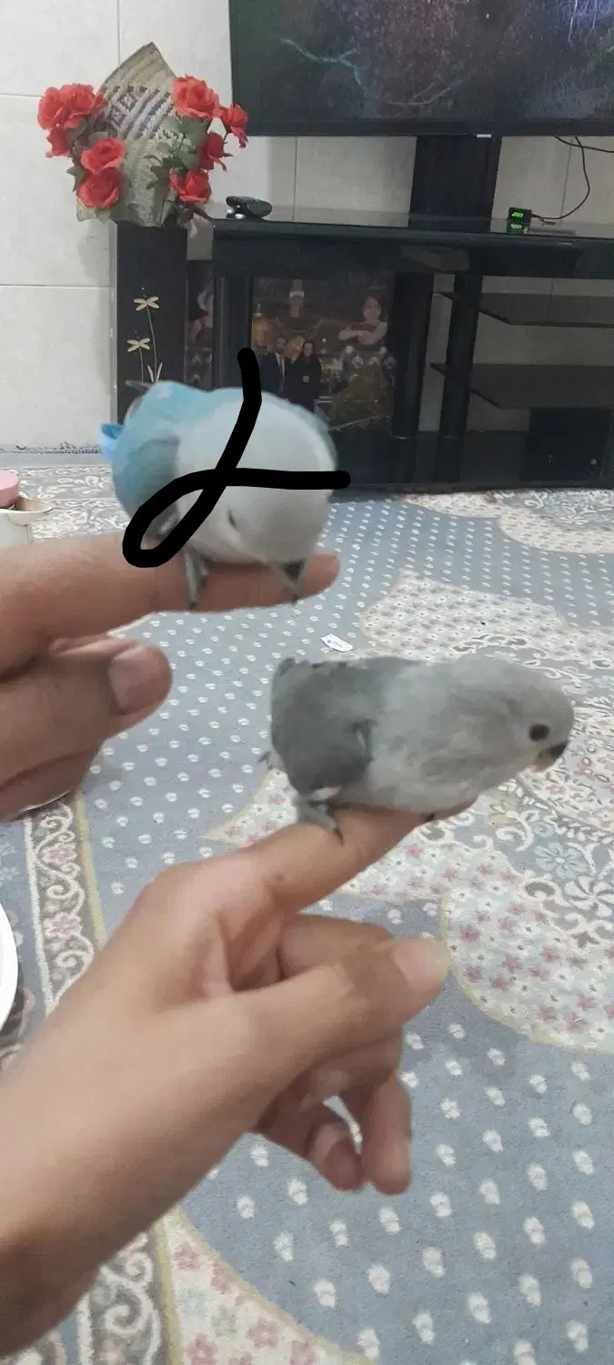 پرنده|پرنده|تفت, |دیوار