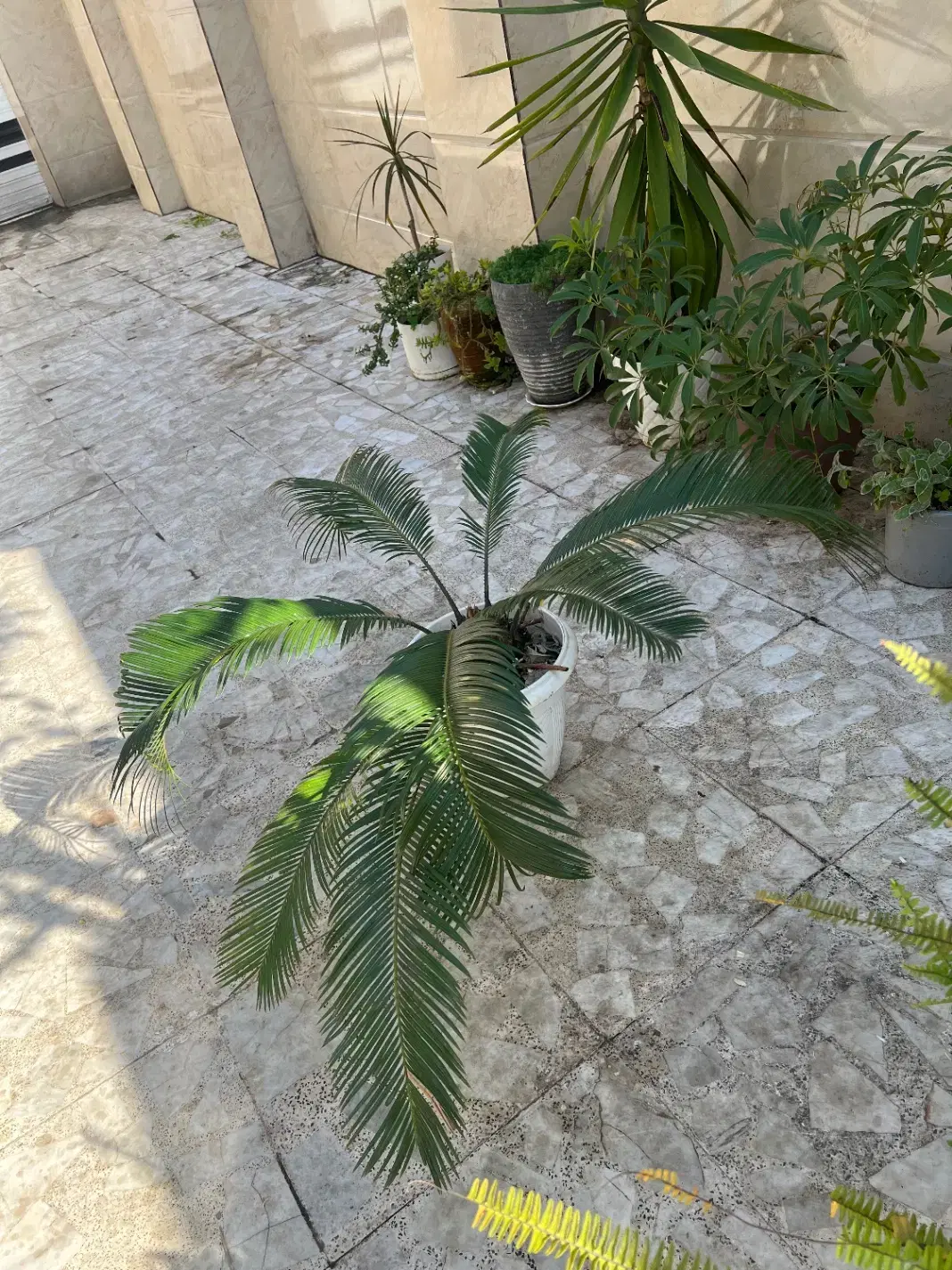 * سیکاس *|گل و گیاه طبیعی|رشت, حافظ آباد|دیوار