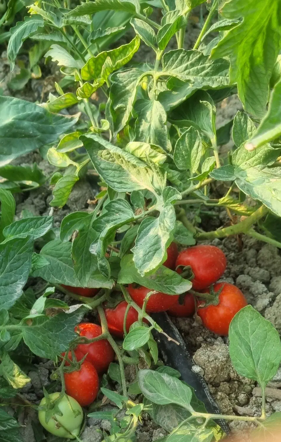 گوجه|خوردنی و آشامیدنی|گنبد کاووس, |دیوار