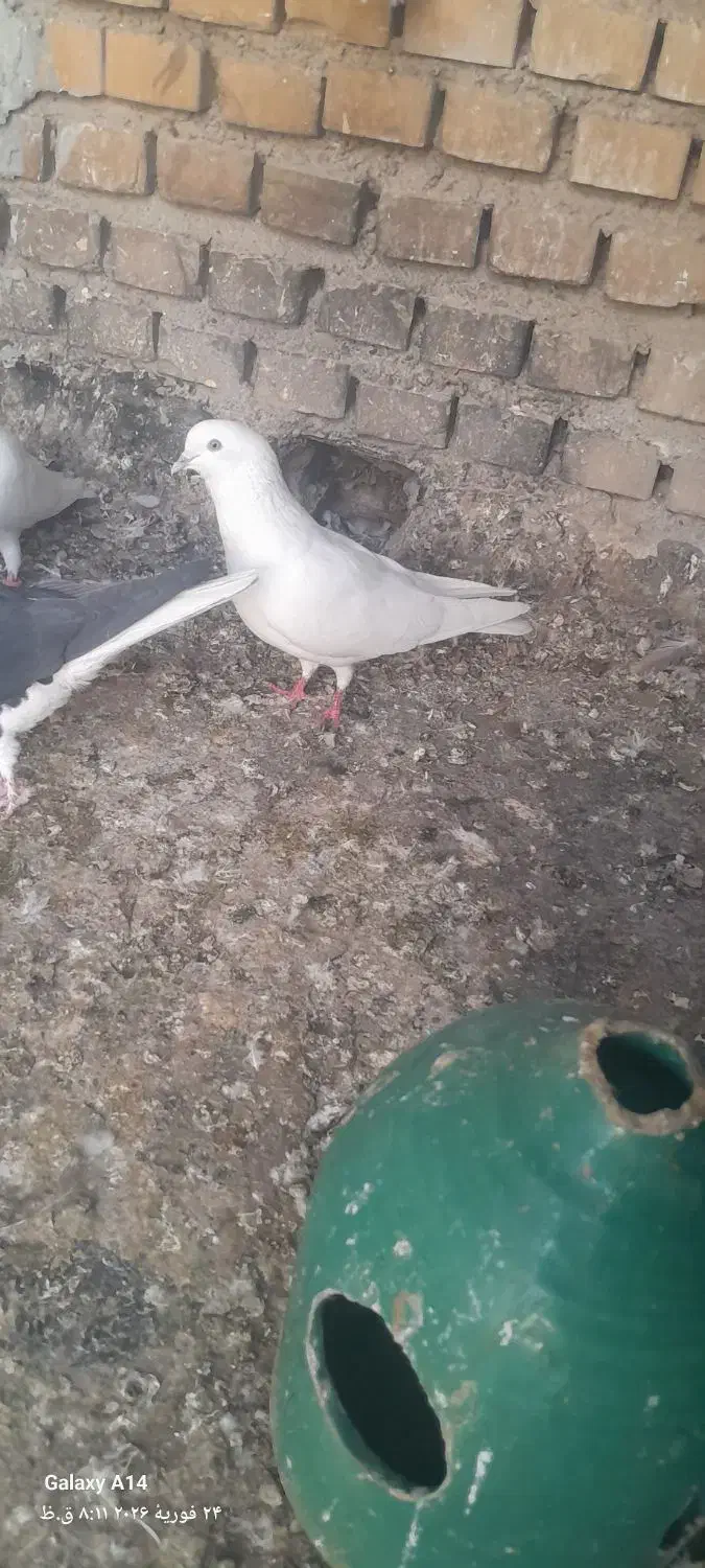 کبوتر|پرنده|خرمشهر, |دیوار