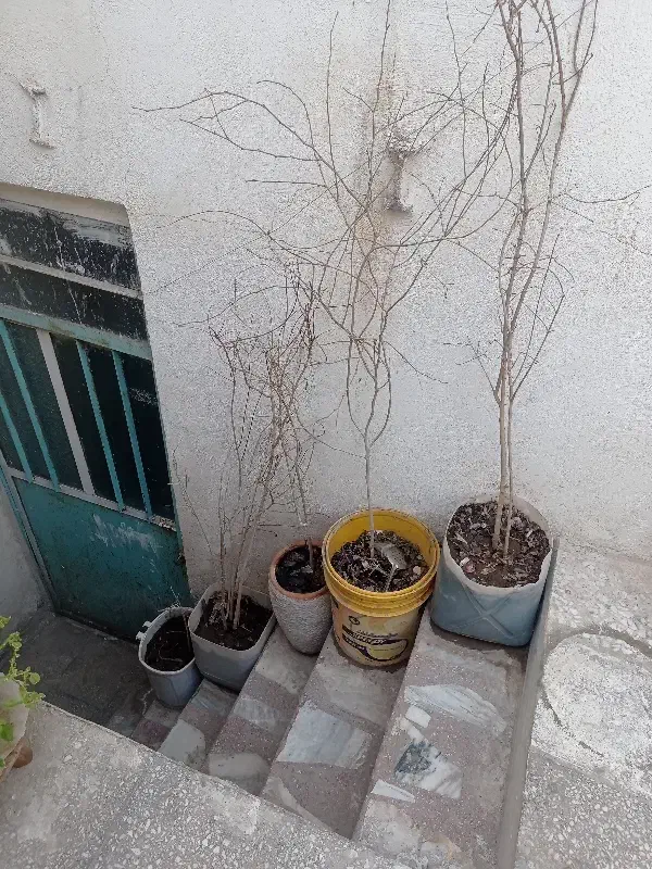 نحال|گل و گیاه طبیعی|قم, چهل درخت|دیوار