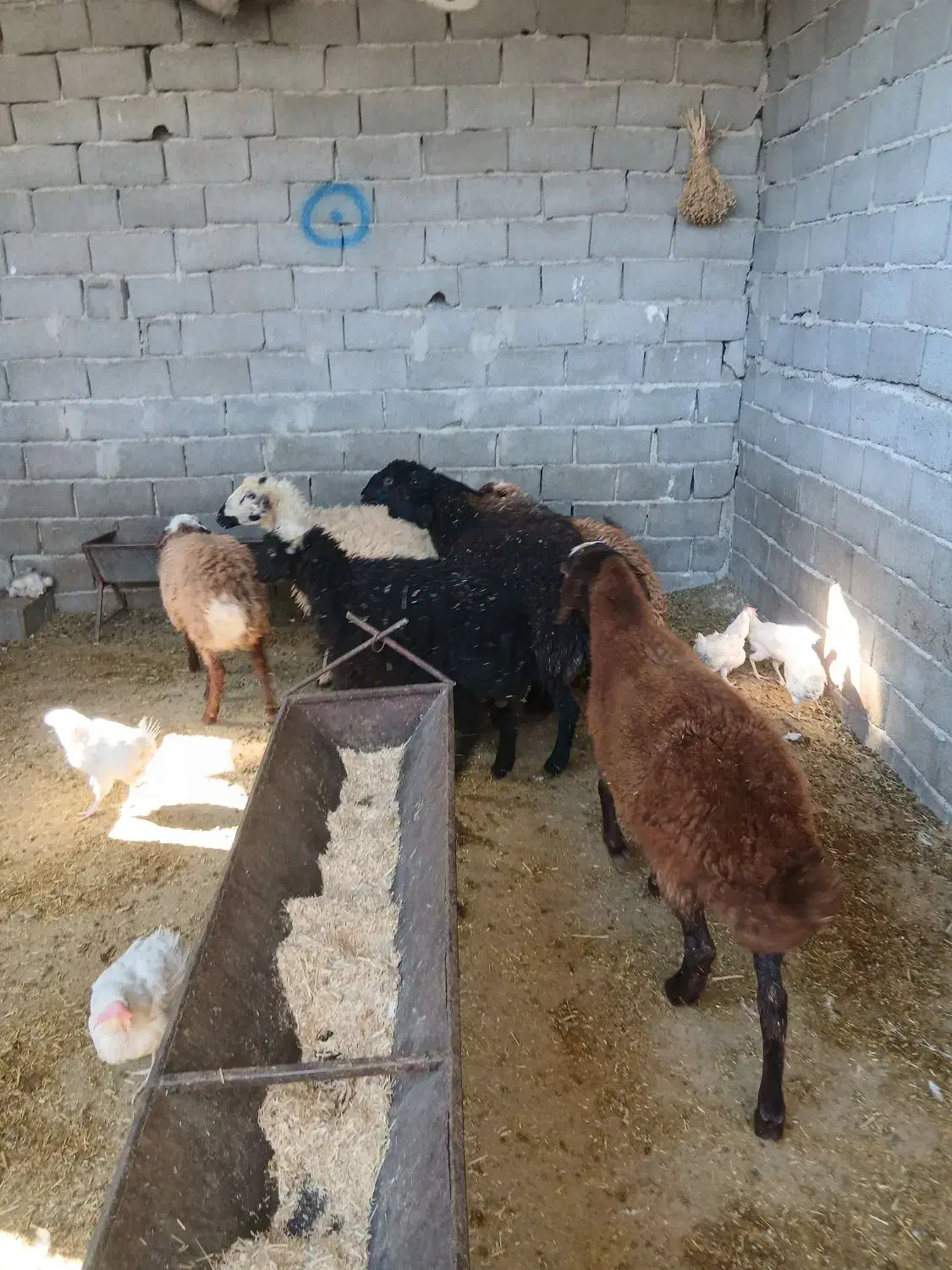 بره ماده|حیوانات مزرعه|محمدشهر, محمدشهر|دیوار