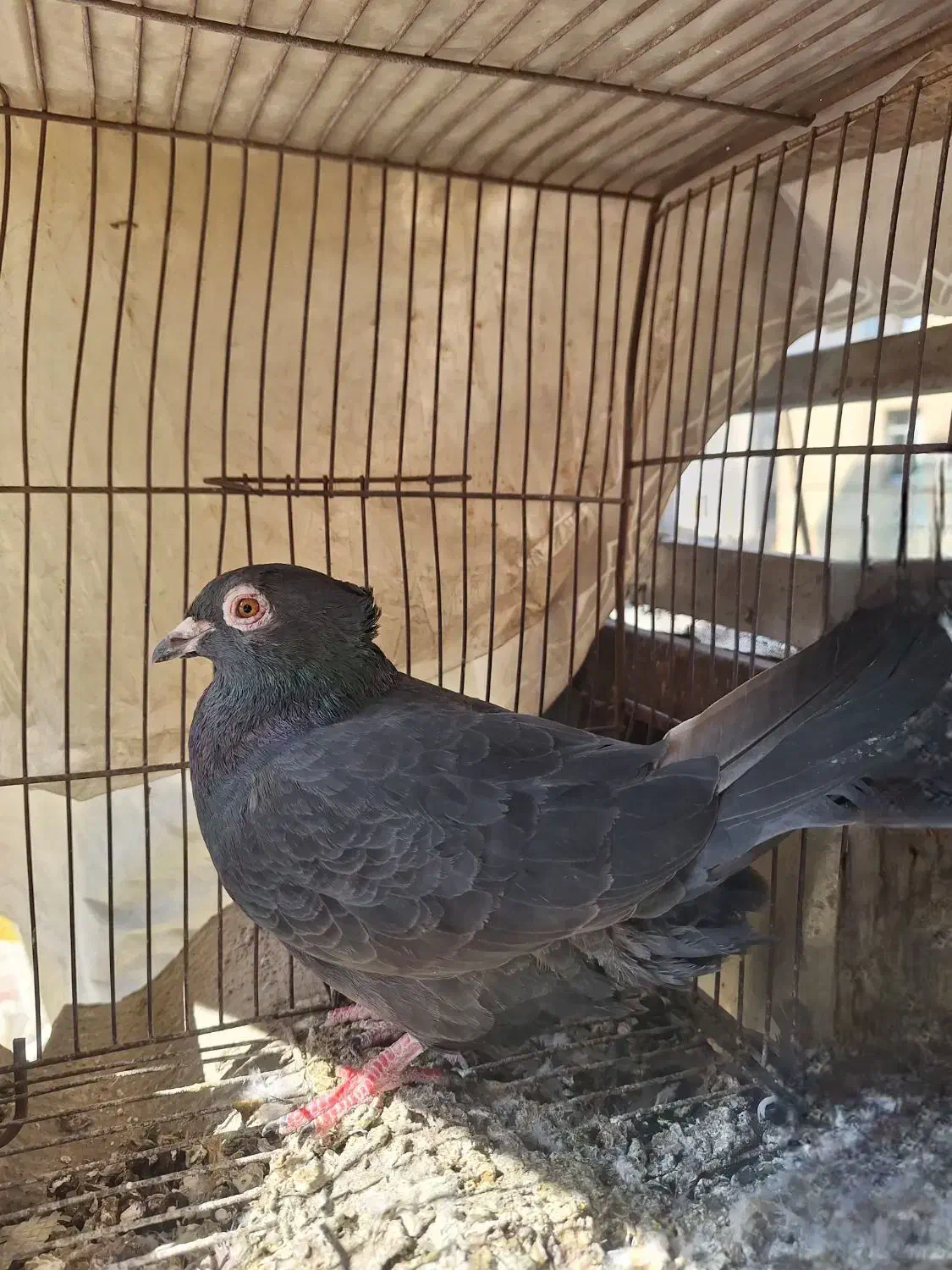 کفتر|پرنده|تهران, مسعودیه|دیوار