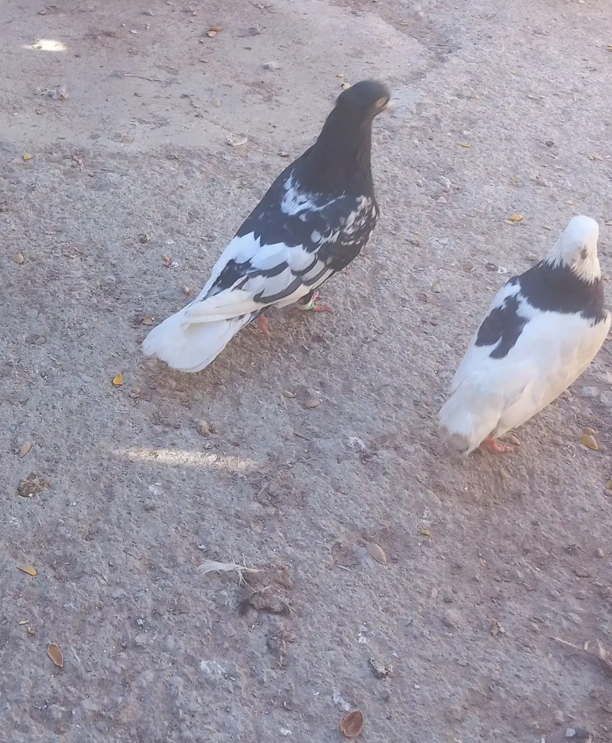 کفتر|پرنده|مشهد, امیرآباد|دیوار