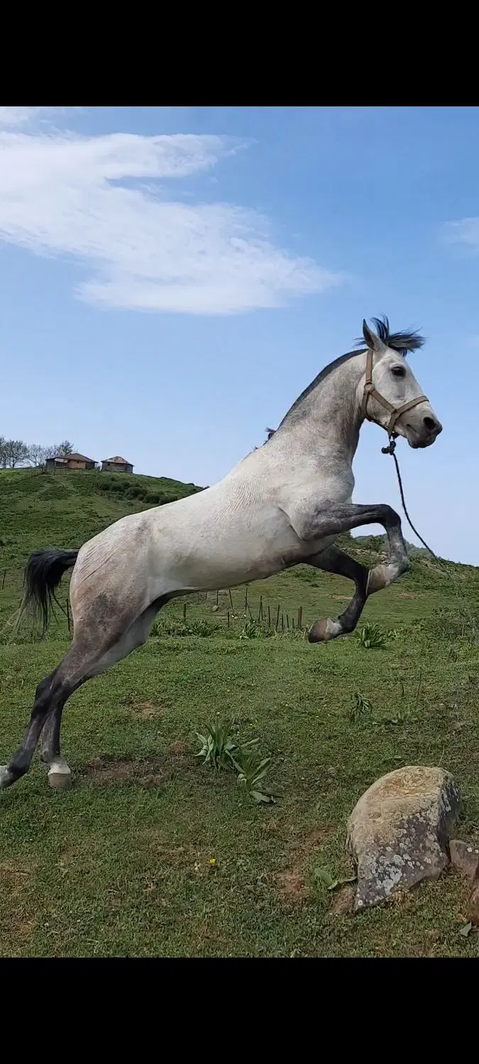اسب|اسب و تجهیزات اسب‌سواری|چابکسر, |دیوار