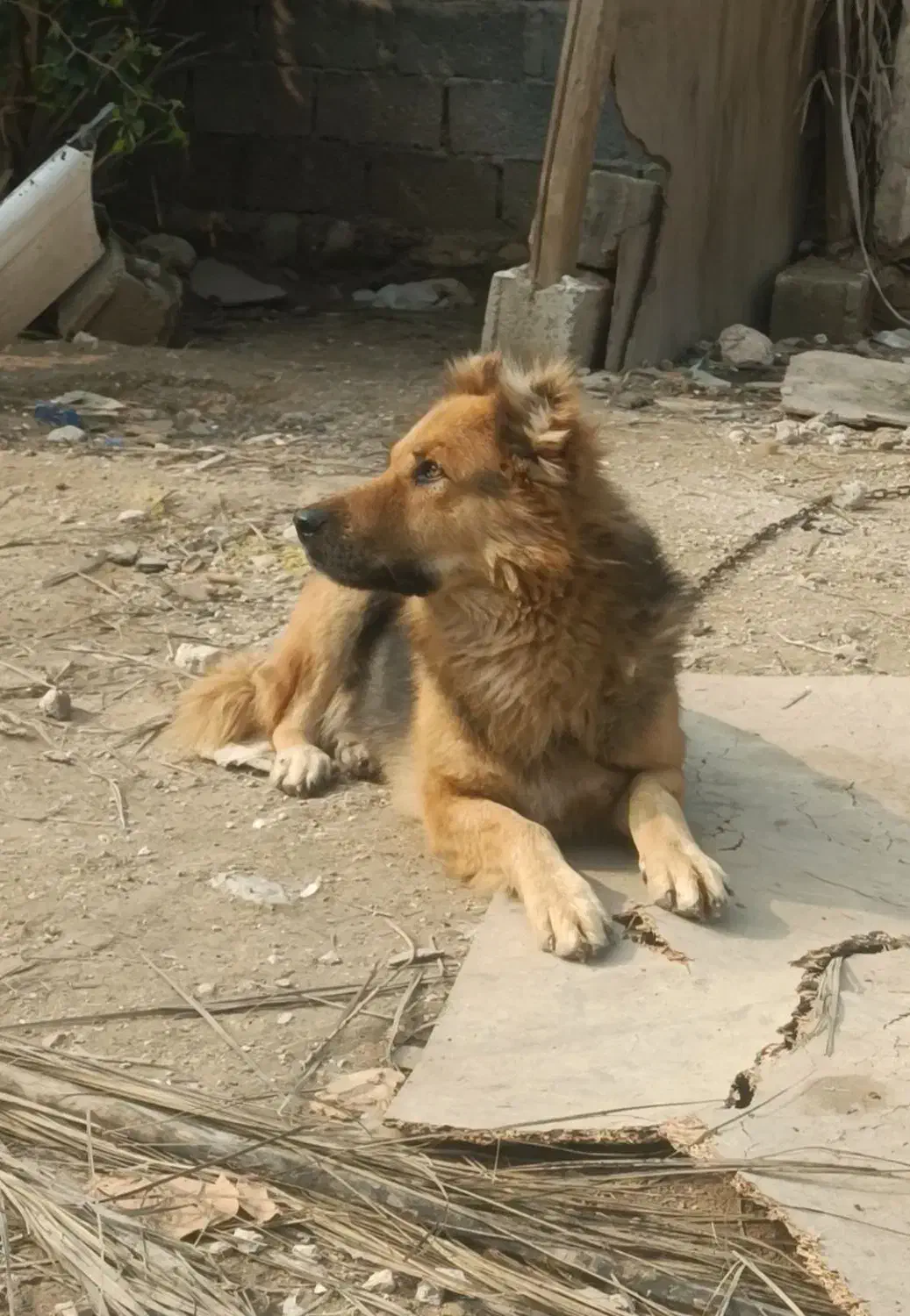 سگ قدرجونی|سگ|لامرد, |دیوار