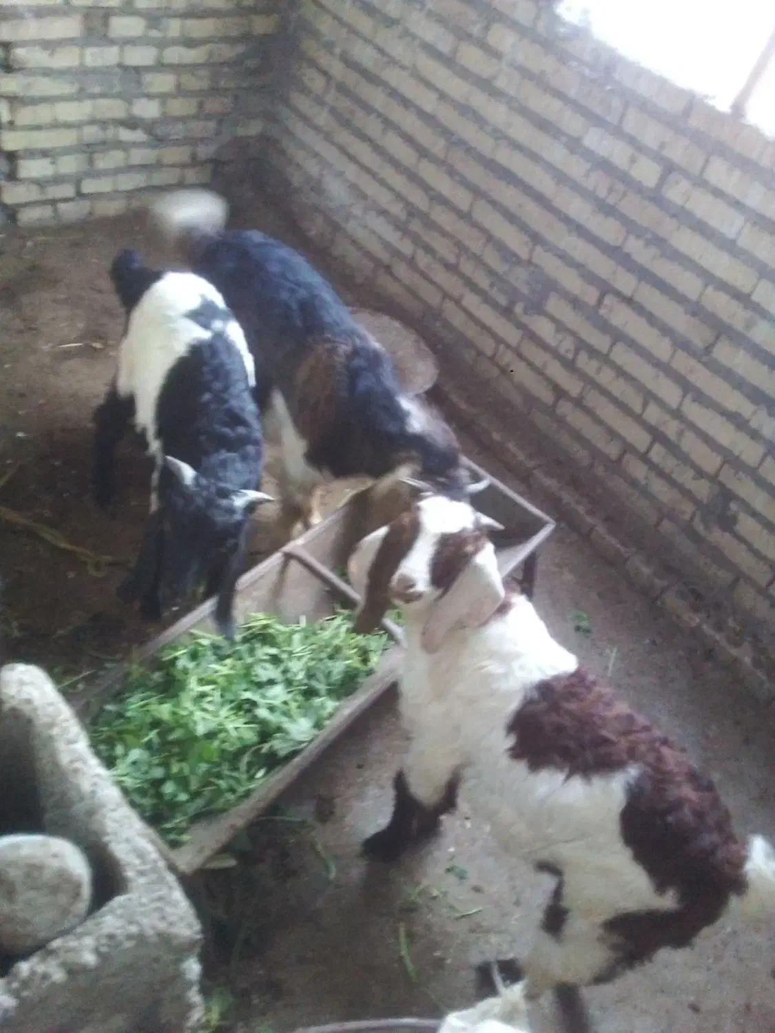 بز نر|حیوانات مزرعه|دزفول, |دیوار