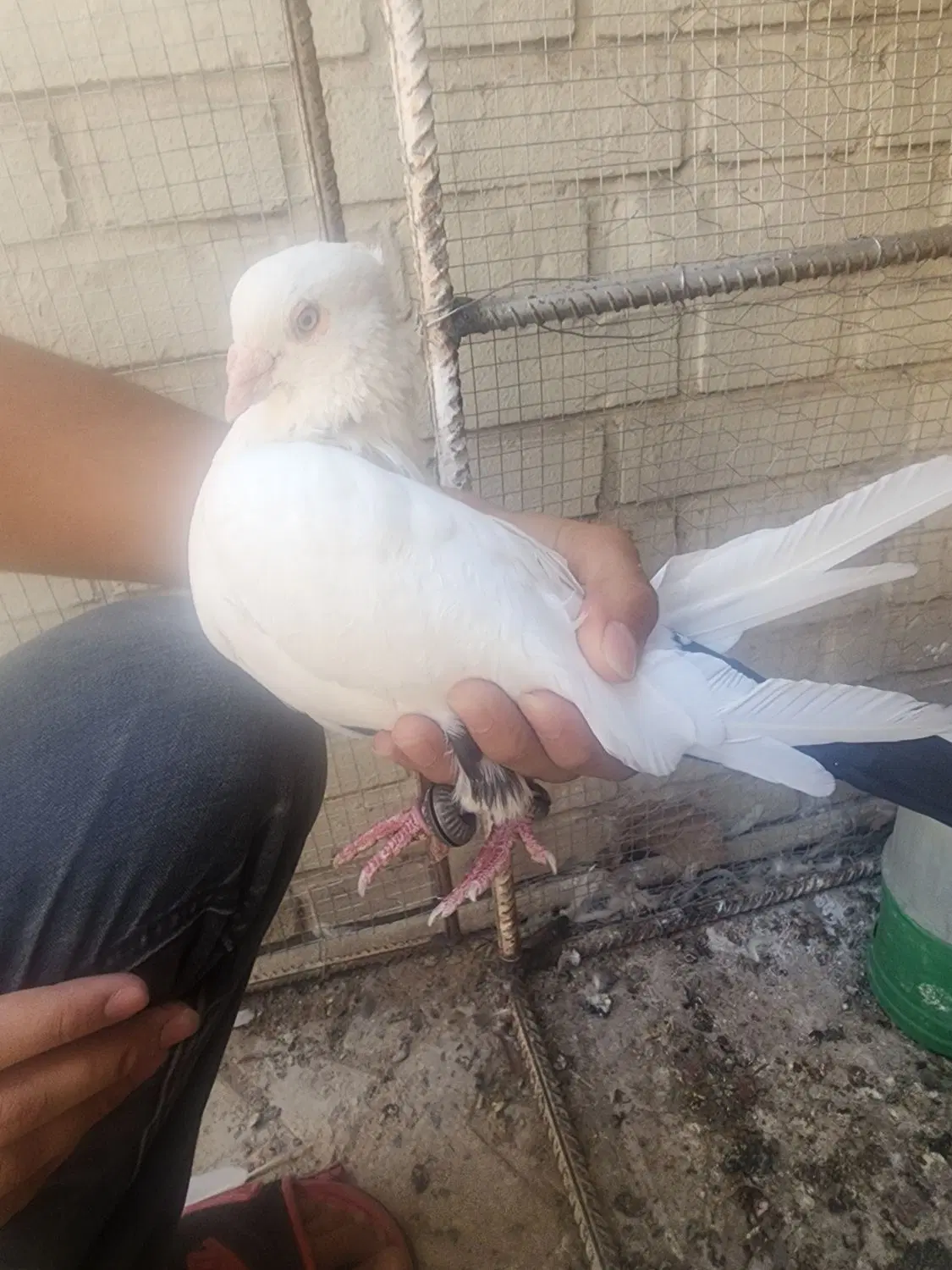 دمبی|پرنده|شیراز, دشت چنار|دیوار