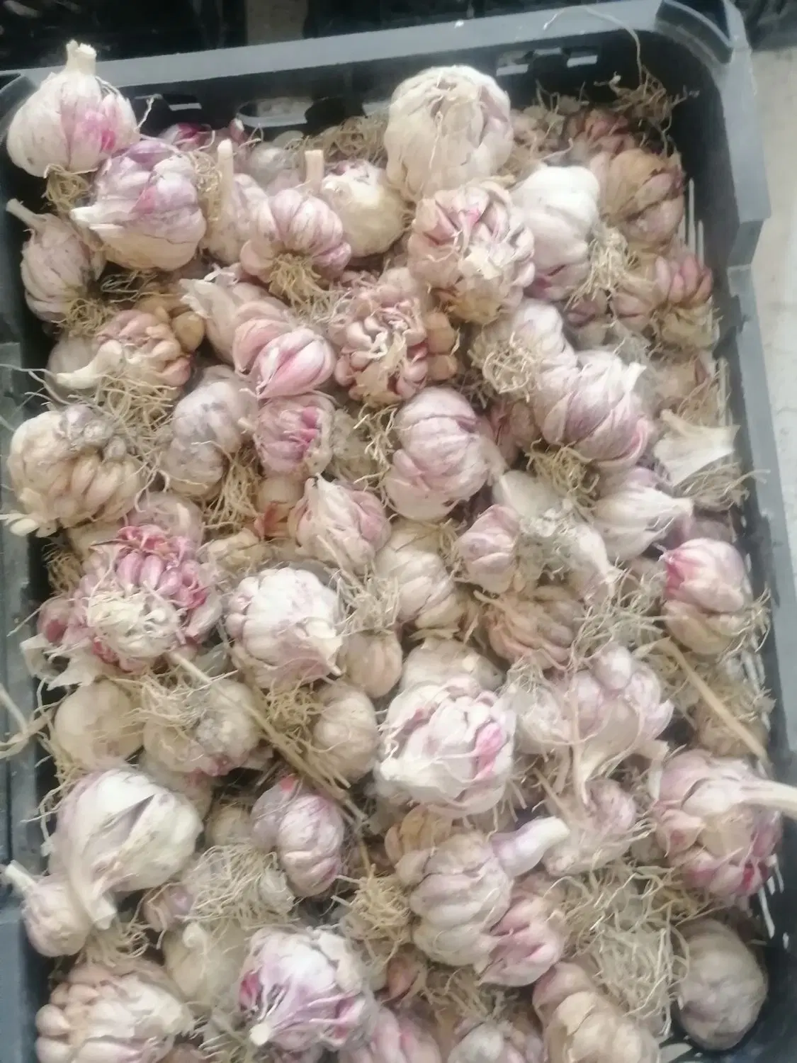 سیر خشک|خدمات باغبانی و درختکاری|شیراز, پادگان ولیعصر|دیوار