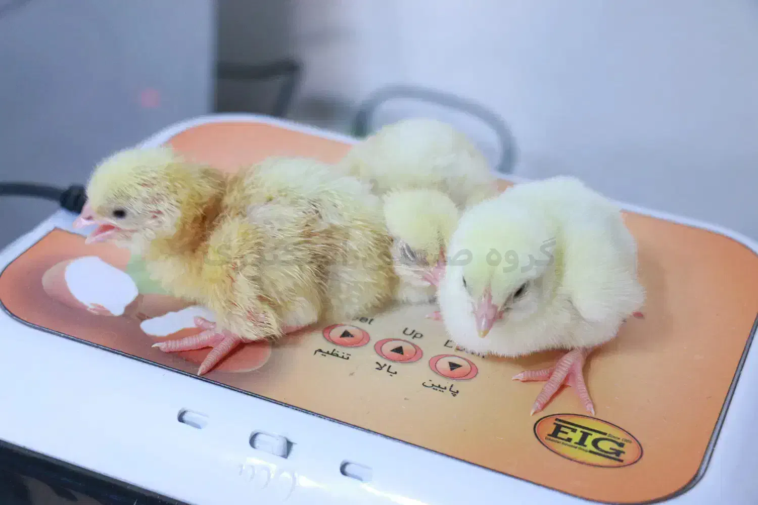 دستگاه جوجه‌کشی تمام‌اتوماتیک - خانگی تا صنعتی|لوازم جانبی حیوانات|تهران, نصرت|دیوار