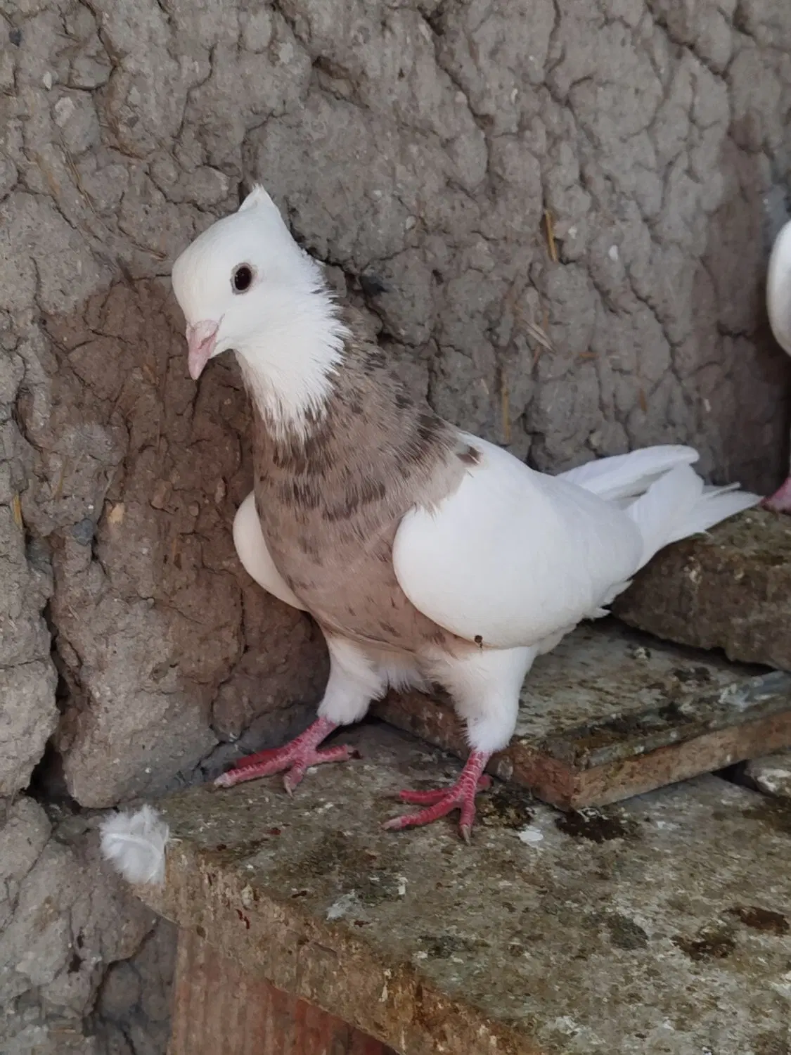کلفه|پرنده|ارشق, |دیوار