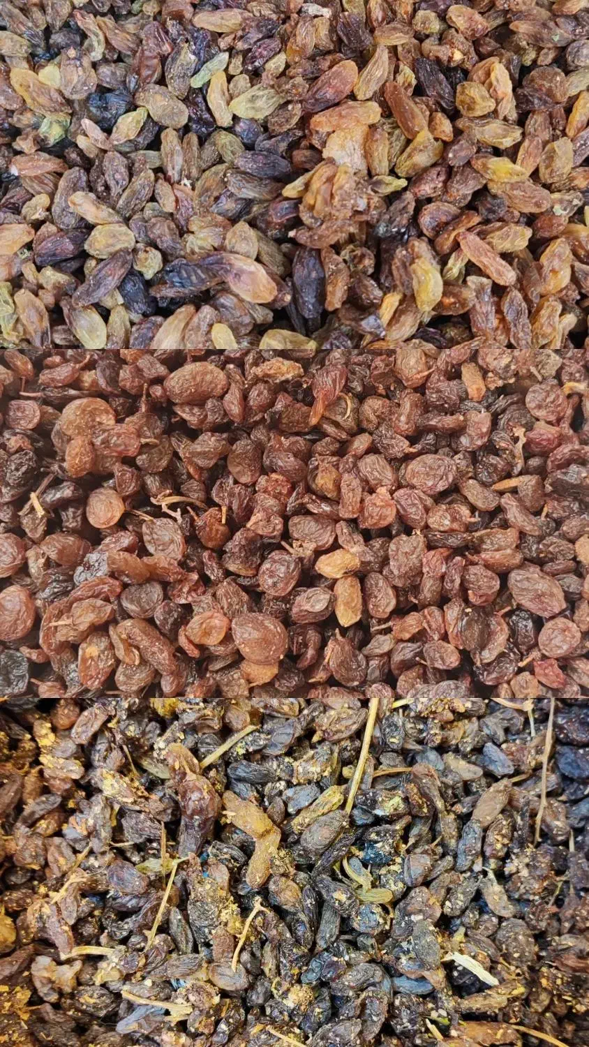 کشمش کاشمری پاک 155 و خرما ضایعات|خوردنی و آشامیدنی|مشهد, عامل|دیوار