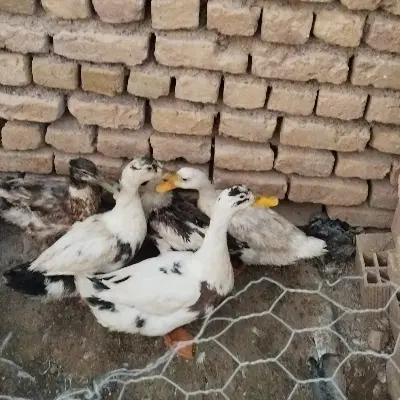 اردک|حیوانات مزرعه|کوهین, |دیوار