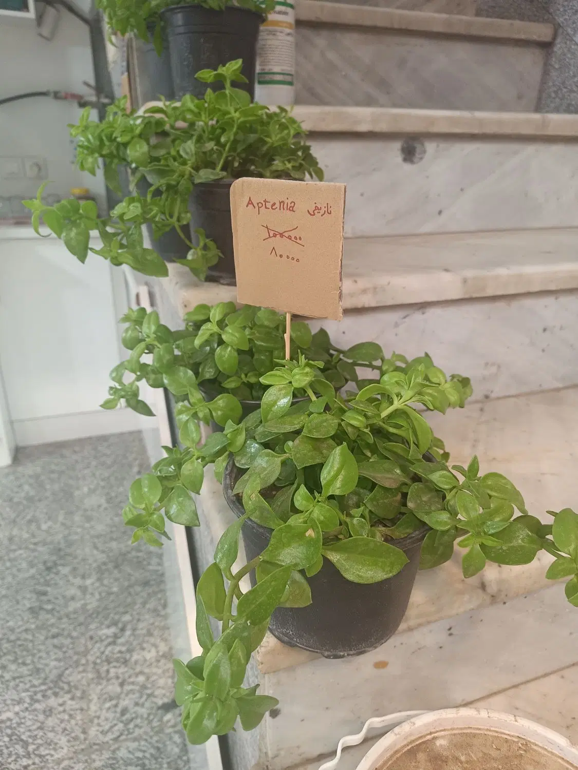گل ناز|گل و گیاه طبیعی|نیشابور, باغ نو|دیوار