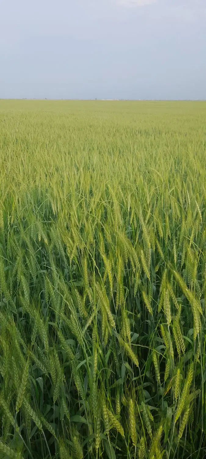 گندم|گل و گیاه طبیعی|گنبد کاووس, |دیوار