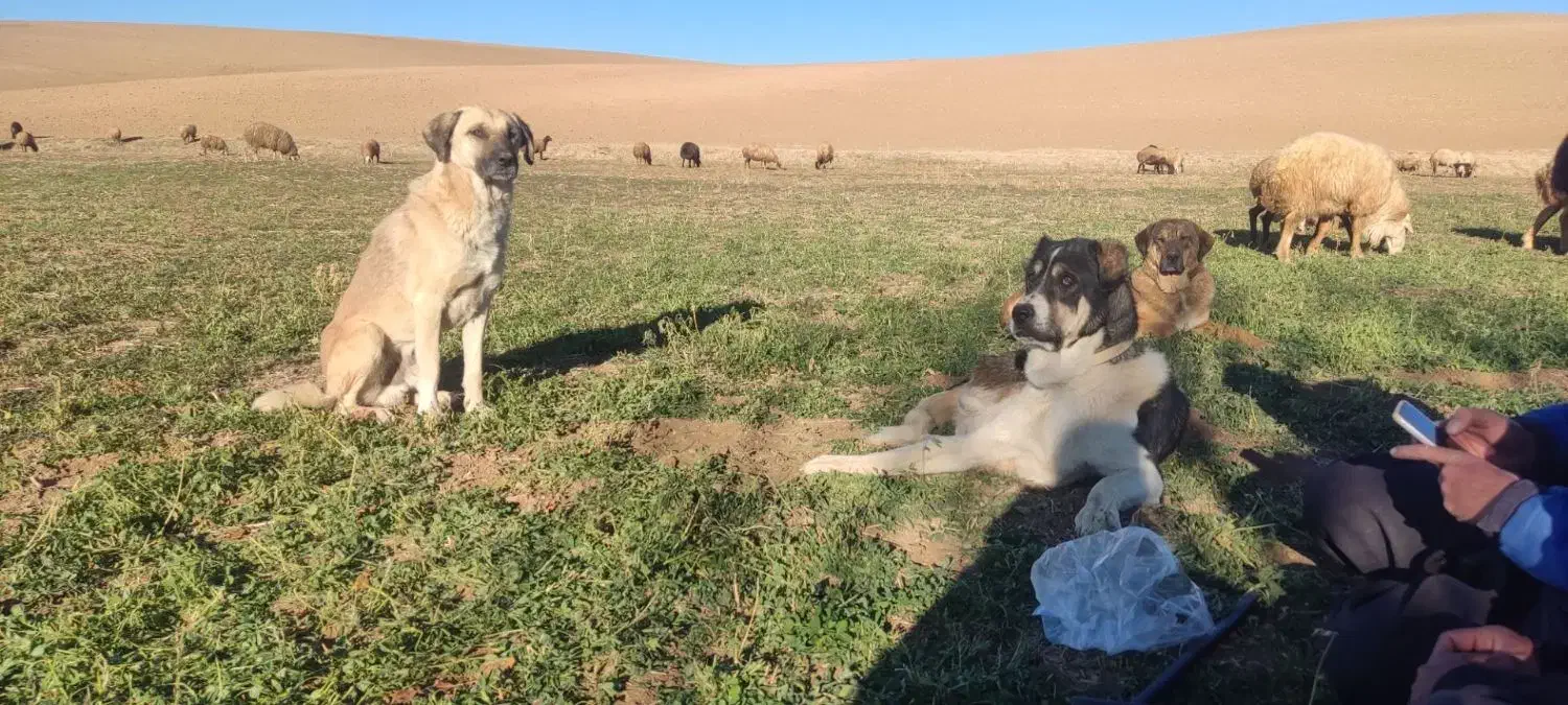 سگ پژدر|سگ|حسین آباد, |دیوار