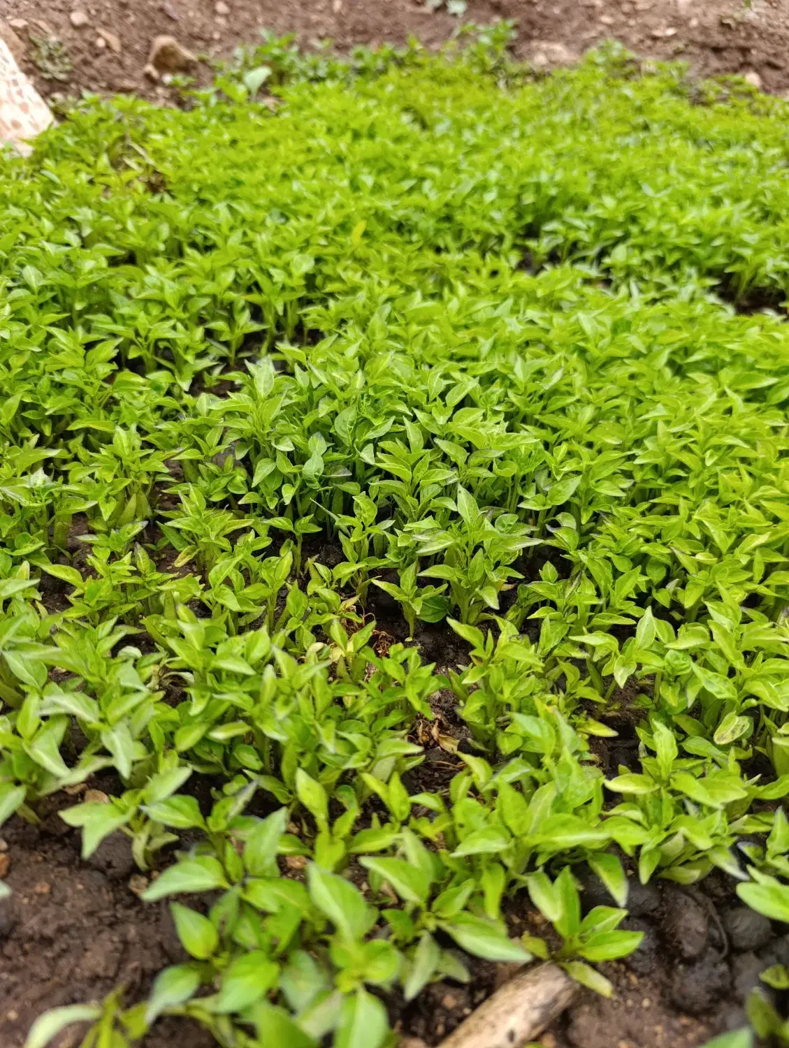 نشا|خدمات باغبانی و درختکاری|گوآور, |دیوار