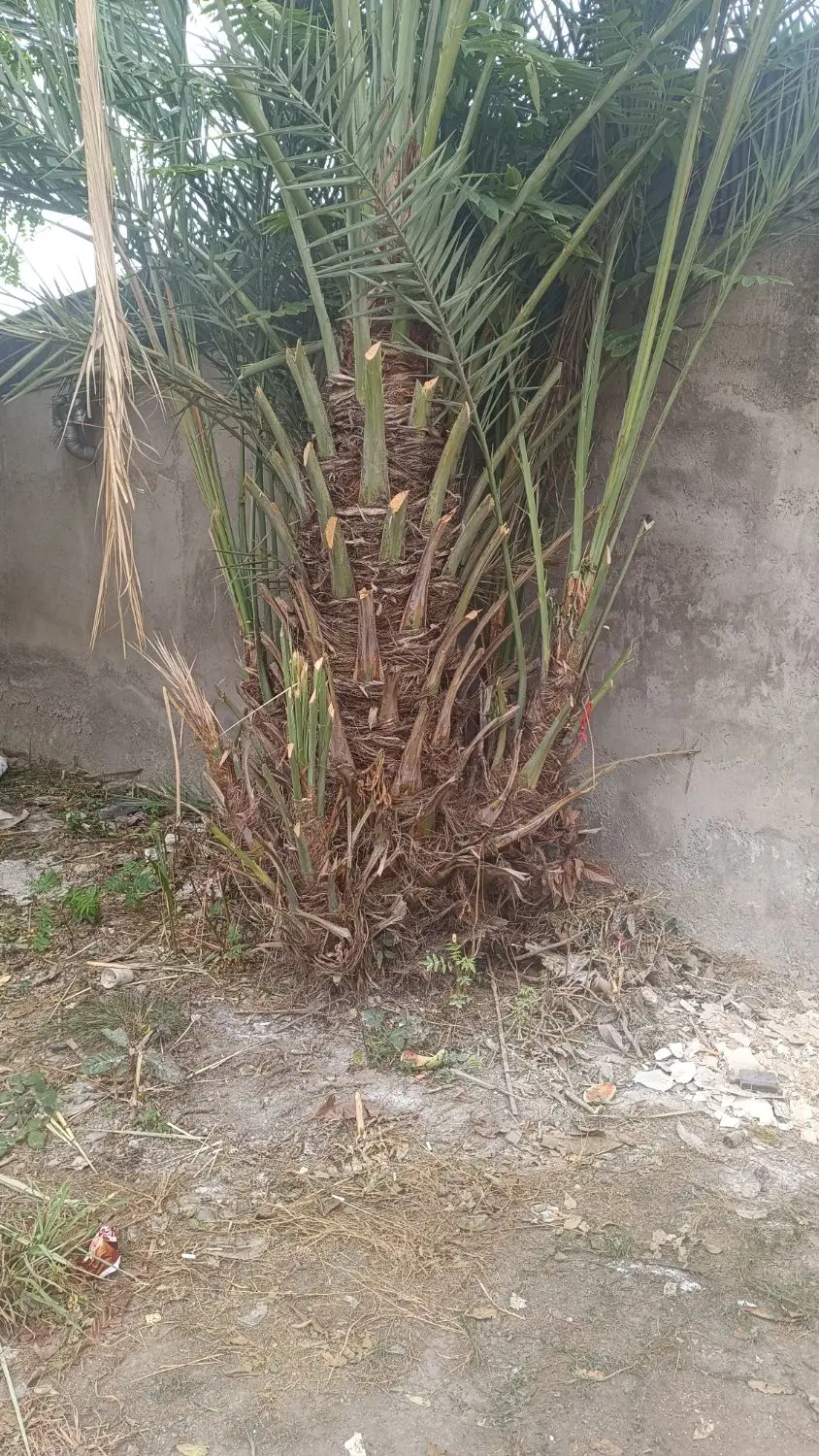 نخل|گل و گیاه طبیعی|رشت, فلسطین|دیوار