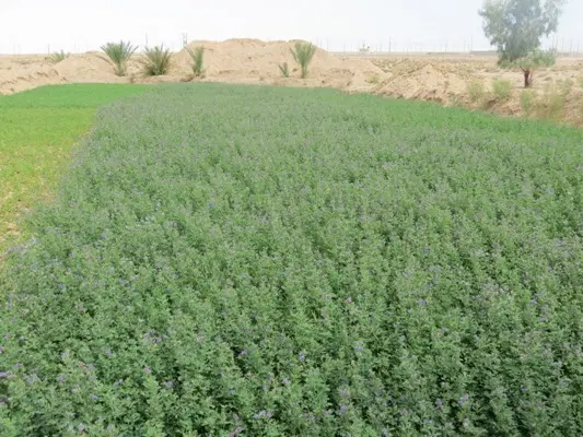 یونجه|خدمات باغبانی و درختکاری|قلعه شاهین, |دیوار