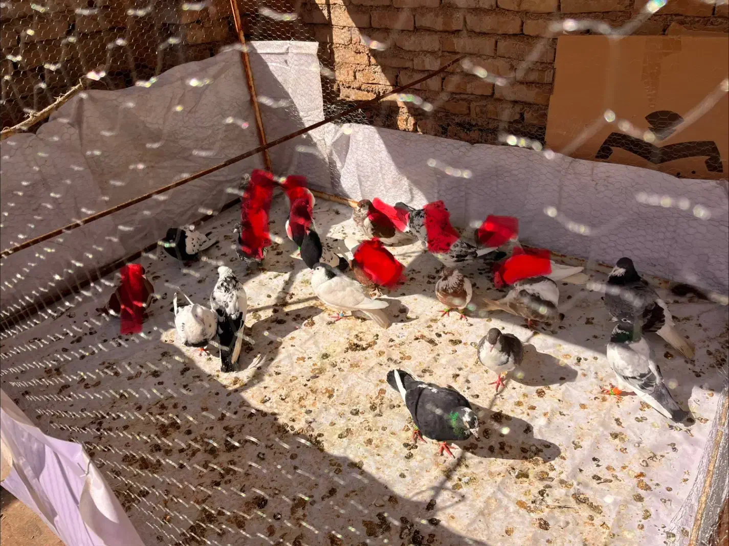 کفتر رنگی|پرنده|سبزوار, ولیعصر (نجار آباد)|دیوار